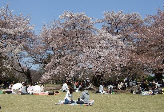 Hanami au Japon Pique nique sous les cerisiers en fleurs
